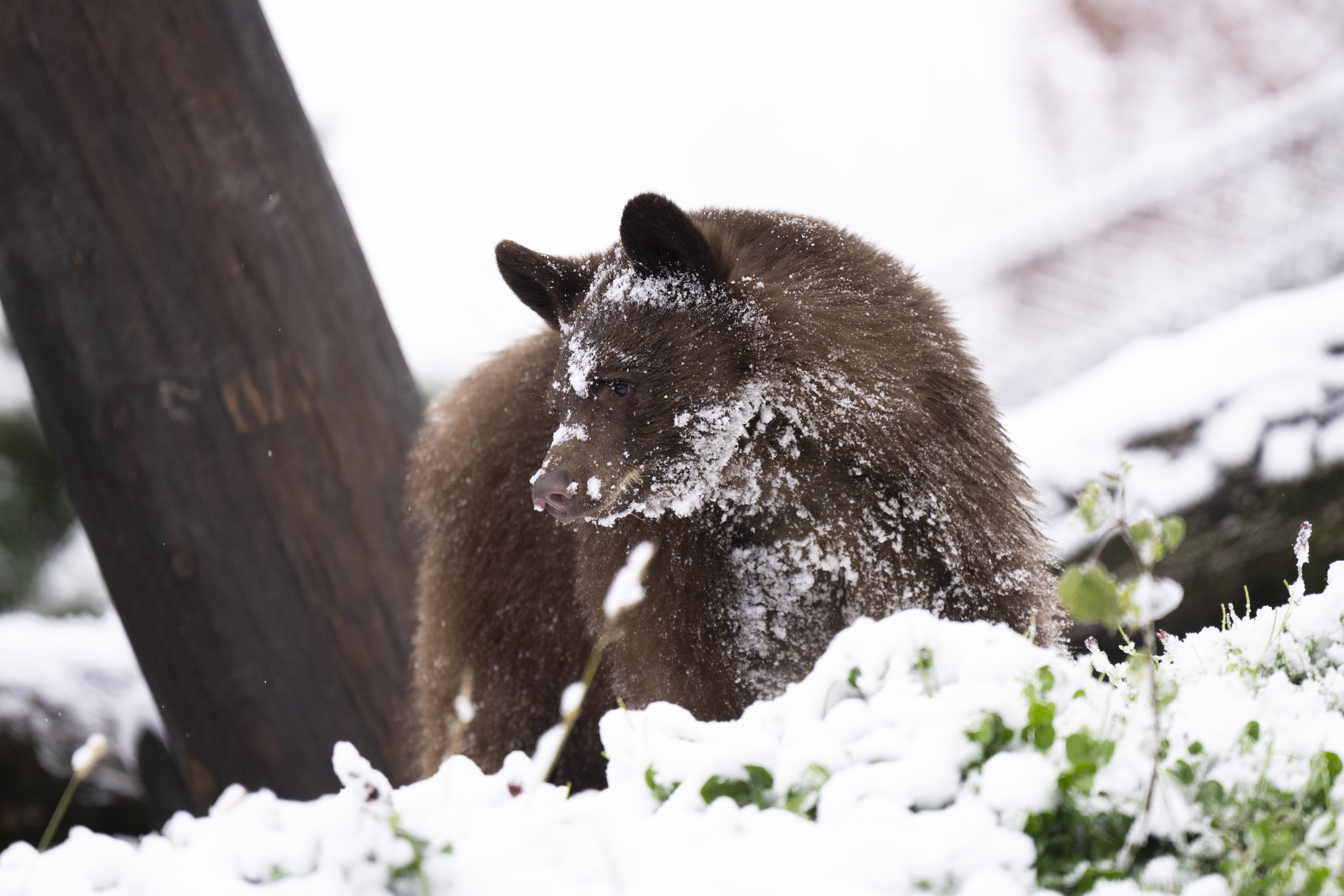 Columbus Zoo | Black Bear